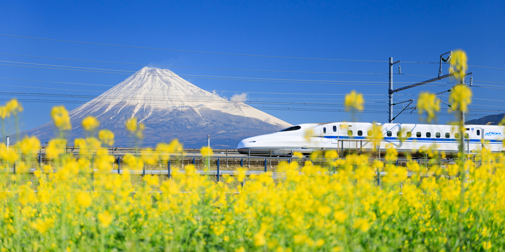 新幹線と菜の花と富士
